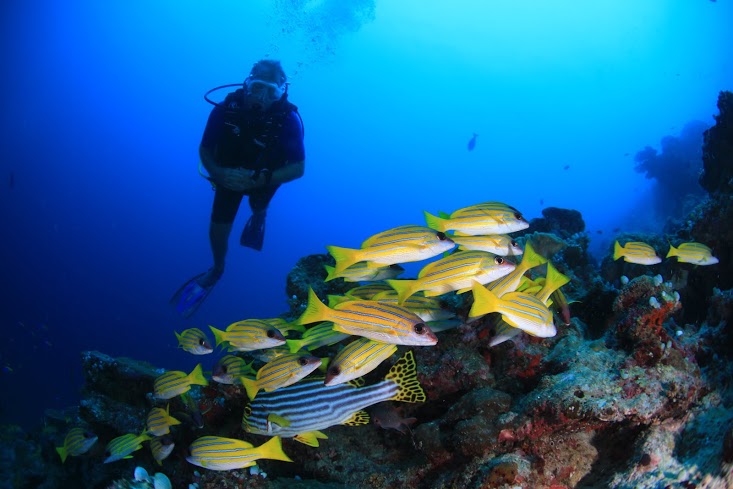 Underwater Maldives