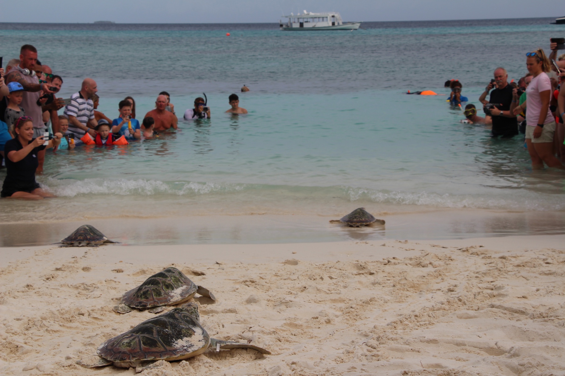 Kuredu Turtle Release with Olive Ridley Project
