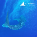 Vilamendhoo Maldives Whale Shark