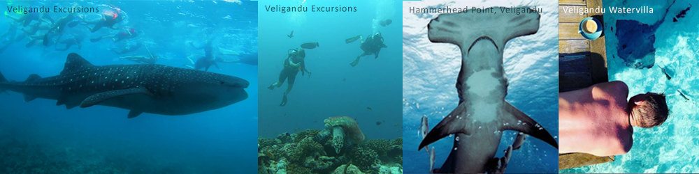 Diving with Veligandu Island Maldives