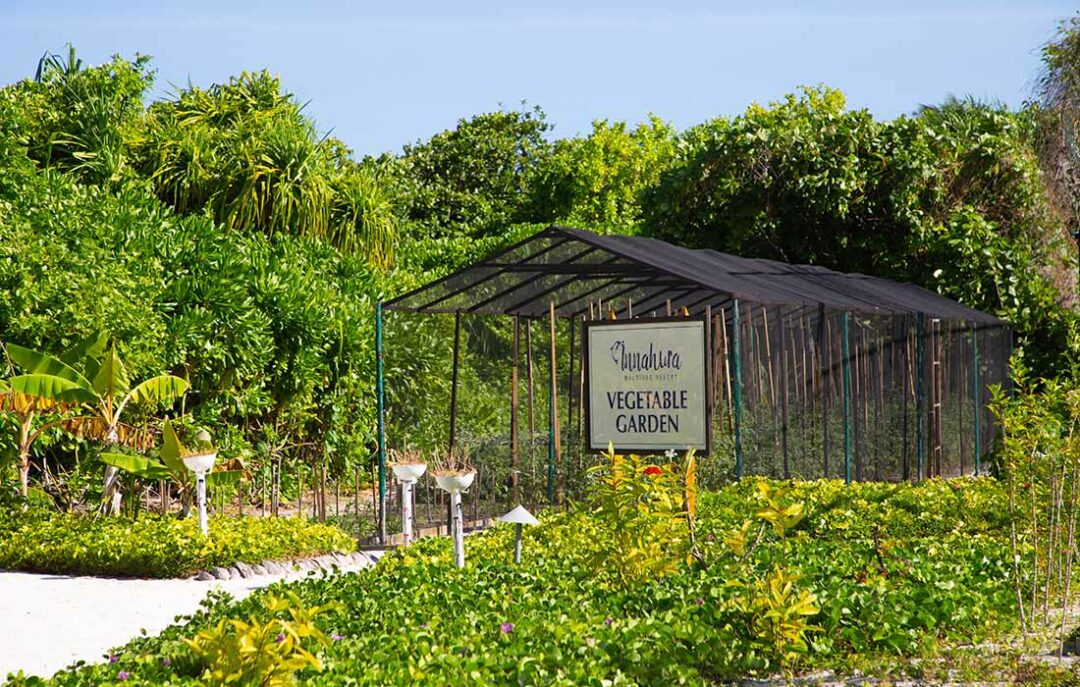 Innahura Maldives Resort - Organic Vegetable Herb Garden